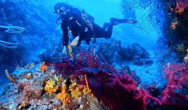 Ayvalık'ta dalış turizmine müjde