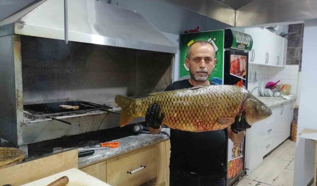 Bilecik'te dev sazan balığı yakalandı