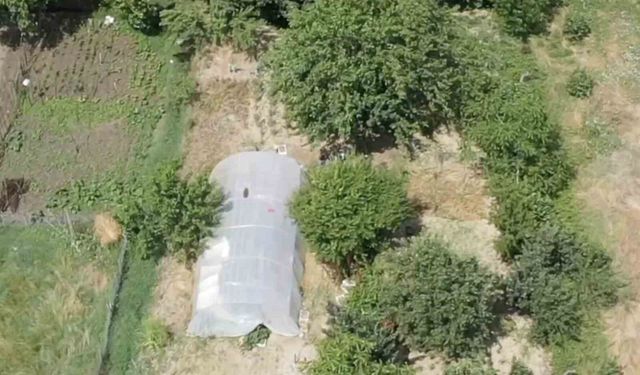 Dron destekli operasyonda seraya gizlenen hint kenevirleri ele geçirildi