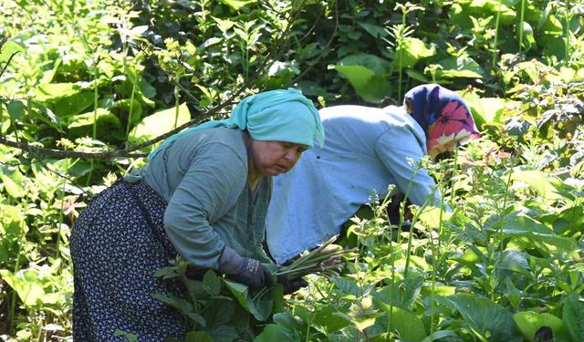 Ormanların gizli hazinesi: Kaldirik otu toplama mesaisi başladı