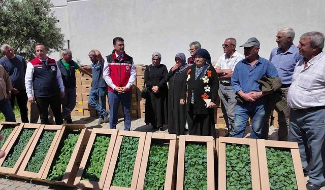 Tekirdağ'da 407 üreticiye 256 bin yazlık sebze fidesi dağıtıldı