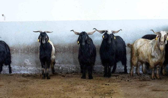 Tekirdağ'da Kurban Bayramı'nda Büyükşehir mezbahalarında 977 hayvanın kesimi yapıldı