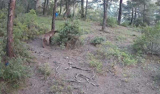 Yaban hayvanları fotokapana böyle yansıdı