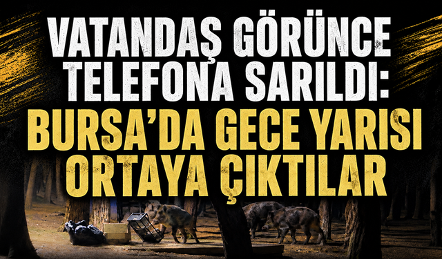 Aç kalan domuzlar Nilüfer Kent Ormanı'nda yiyecek aradı