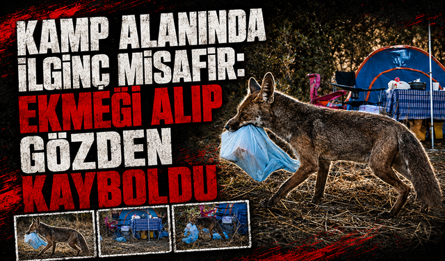 Bursa'da kamp alanında ilginç misafir: Ekmeği alıp gözden kayboldu