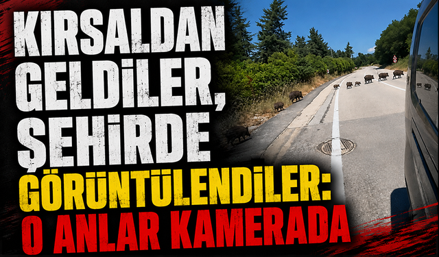 Bursa'da aç kalan domuz sürüsü şehre indi