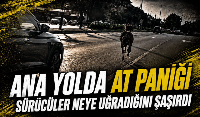 Bursa Mudanya'da başıboş at ana yolda trafiği tehlikeye attı