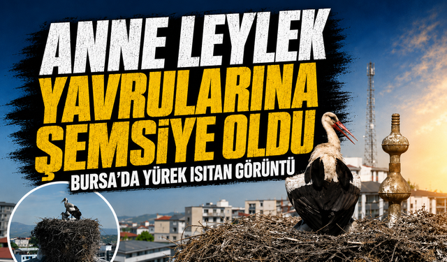 Bursa'da anne leylekten yürek ısıtan koruma