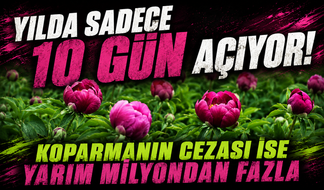 Bu çiçeği koparmanın cezası yarım milyondan fazla: Sadece 10 gün açıyor