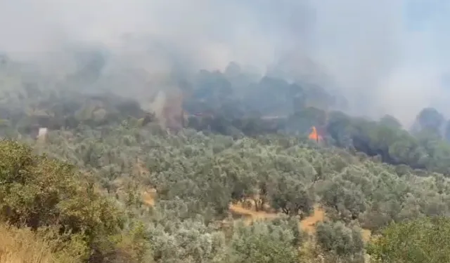 Tarım ve Orman Bakanlığı'ndan Bursa'daki orman yangınıyla ilgili açıklama!