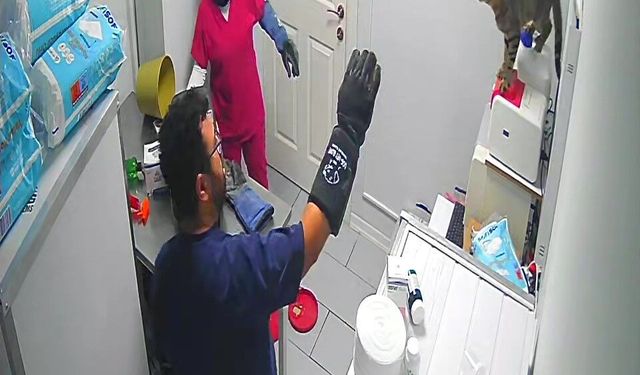 Bursa'da veterinerde deprem etkisi yapan kedi Türkiye'nin gündeminde