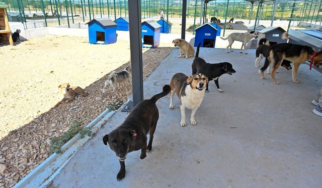 Büyükşehir'den sokak hayvanlarına yeni yuva