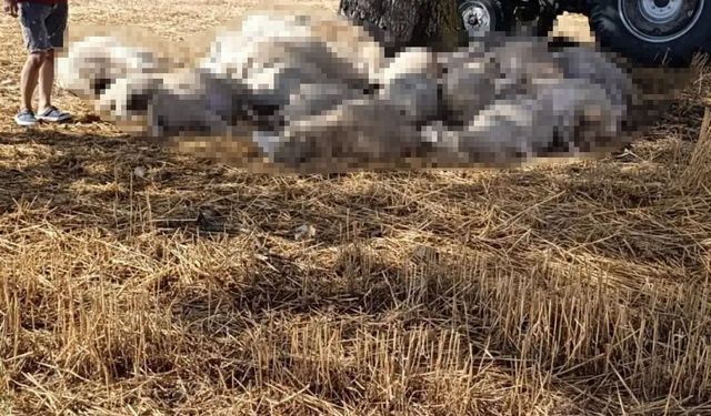 Edirne'de sağanak ve dolu yağışı: Yıldırım 30 koyunu telef etti, dolu çatılara zarar verdi
