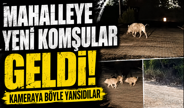 Bursa'da aç kalan domuzlar mahalleye ve mesire alanına indi