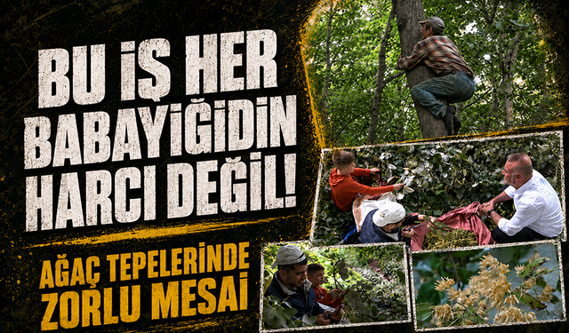 Bursa Karacabey'de ıhlamur mesaisi başladı
