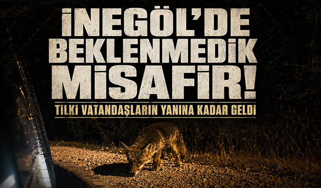 Bursa İnegöl'de beklenmedik misafir! Tilki vatandaşların yanına kadar geldi