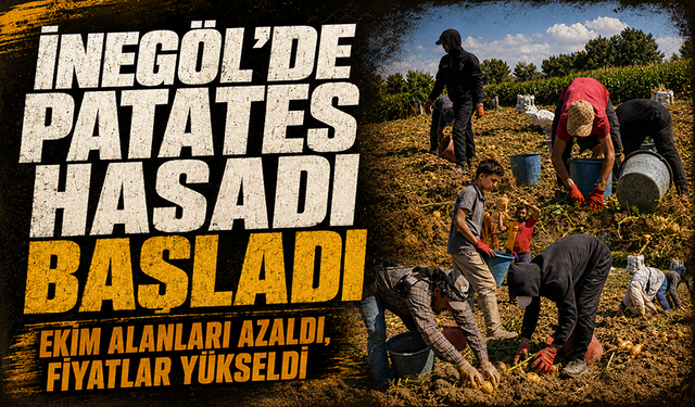 Bursa İnegöl'de patates hasadı başladı: Ekim alanları azaldı, fiyatlar yükseldi