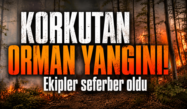 Bursa Karacabey'de orman yangını!