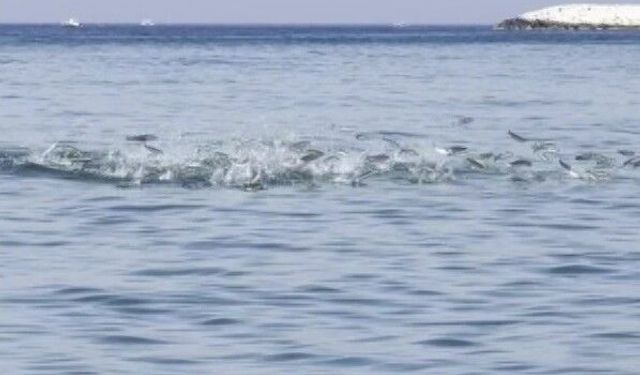 Bursa kıyılarında yunuslar balıkların peşinde görüntülendi!