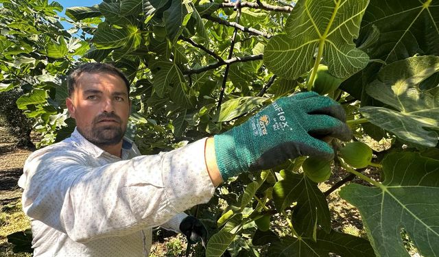 Avrupa'nın gözde meyvelerinden "Bursa Siyahı" incirinde hasat başladı