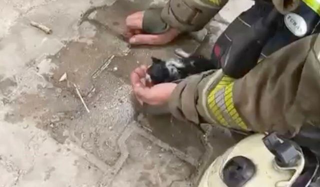 Bursa Osmangazi'de yangında su ve oksijen verilen yavru kedi hayata döndürüldü!