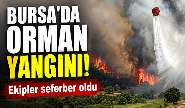 Bursa Nilüfer'de orman yangını...Havadan karadan yoğun müdahale başladı