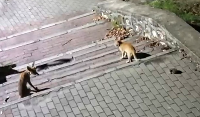 Bursa Kestel'de tilki, kedi ve kirpi buluşması kamerada