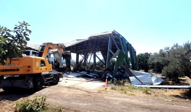 Bursa'da zeytinliğe yapılan kaçak depo böyle yıkıldı