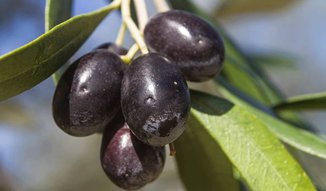Zeytin sektörünün köklü şirketi darboğazda: 1 yıl mühlet verildi
