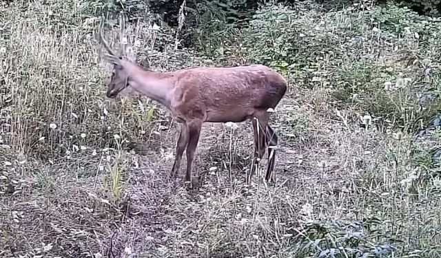 Bursa İnegöl’de gizli yaban hayatı fotokapana takıldı!