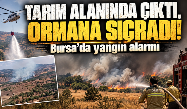 Bursa'da orman yangını...Tarım alanında başladı ormana sıçradı