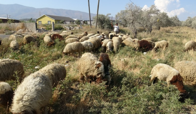 Maaşlarıyla gündem olan çobanlar, günde litrelerce su tüketerek kavurucu sıcakta mesaiyi sürdürüyor
