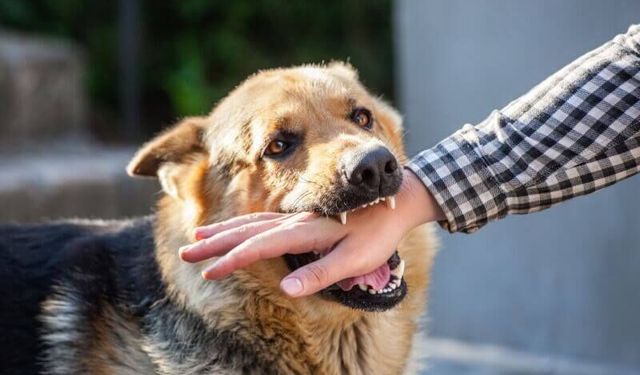 Kedi ve köpek ısırığını da tırmalamasını da hafife almayın