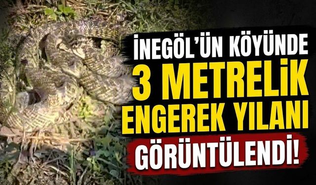 İnegöl'ün köyünde 3 metrelik engerek yılanı görüntülendi!