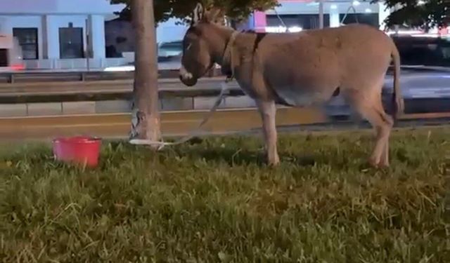 Bursa'da ağaca bağlanan eşek dikkat çekti!