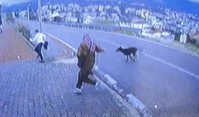 Bursa'da köpek d*hşeti kamerada: Çocuk kaçarken bacağını kırdı!