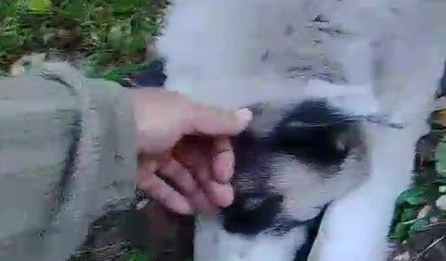 Bursa'da ormanda tuzağa yakalanan köpeği arama kurtarma ekipleri kurtardı