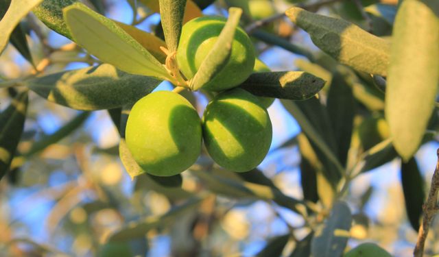Bursa'da zeytin alacaklar dikkat! 2026 sezonu zeytin maliyetinde sürpriz rakam
