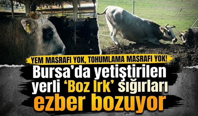 Yem masrafı yok, tohumlama masrafı yok! Bursa'da yetiştirilen yerli 'Boz Irk' sığırları ezber bozuyor