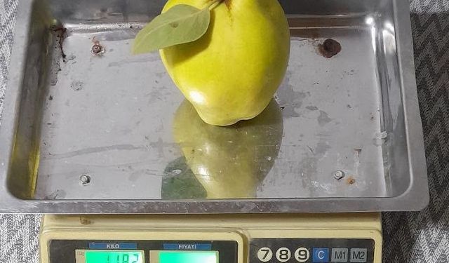 Dalların altın sarısı tartıyı zorladı