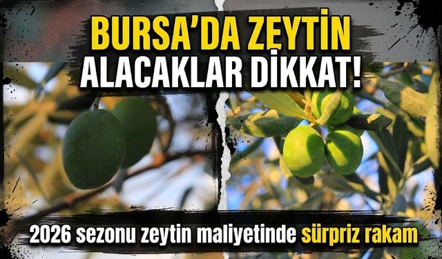Bursa'da zeytin alacaklar dikkat! 2026 sezonu zeytin maliyetinde sürpriz rakam