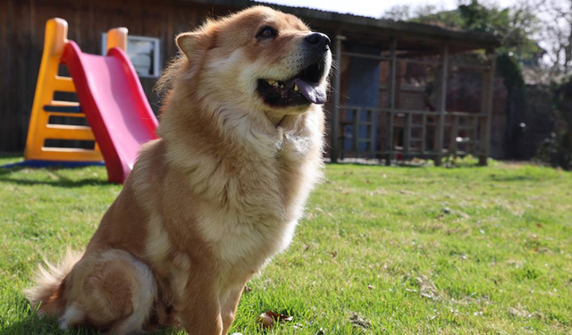 Almanya’da köpek sahiplerine vergi yükü: Yıllık ücret bin 660 euroya kadar çıkıyor
