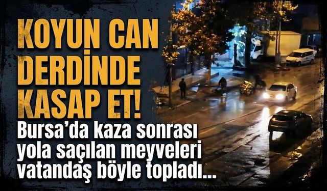 Koyun can derdinde kasap et! Bursa’da kaza sonrası yola saçılan meyveleri vatandaş böyle topladı...