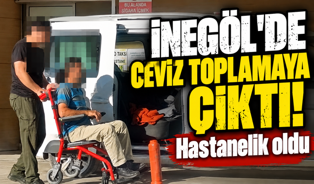 Bursa İnegöl'de ceviz ağacından düştü!