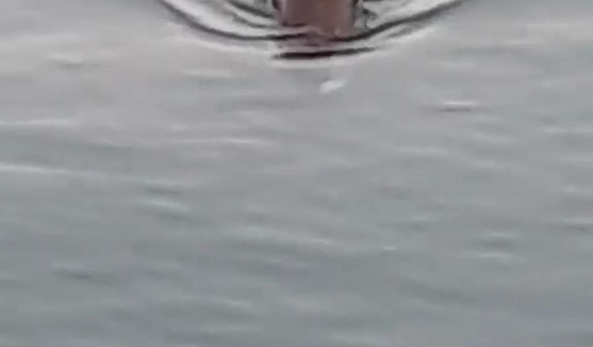 Marmara Denizinde su maymunu görüntülendi