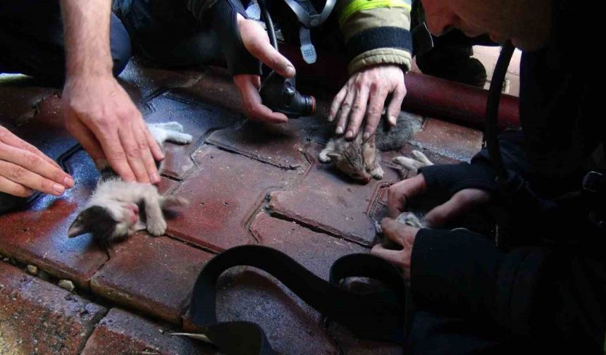 4 katlı binada yangın: 4 yavru kedi telef oldu