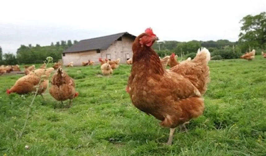 İcradan Satılık Tavuk Çiftliği