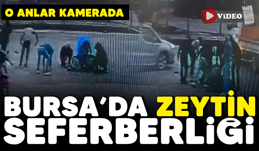 Bursa'da zeytin seferberliği