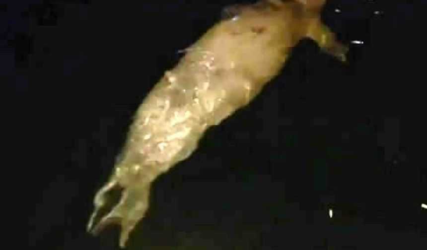 Mudanya’da denizde fok balığı görüldü