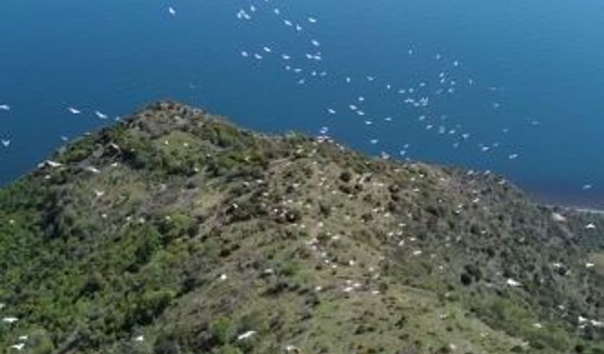 Tekirdağ’da pelikanların göçü muhteşem görüntülere sahne oldu